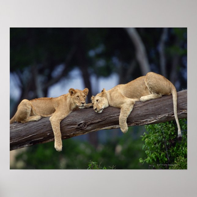 Lejona unge ljugande på träd gren, Kenya, Afrika Poster (Framsidan)