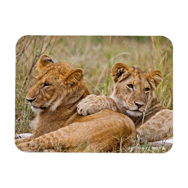 Lejona Unge Lounging Magnet (Horisontell)