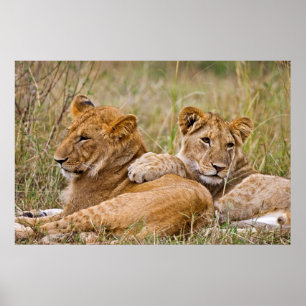 Lejona Unge Lounging Poster