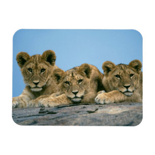 Lejona Unge Magnet