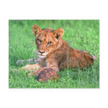 Lejona unge och sköldpaddor