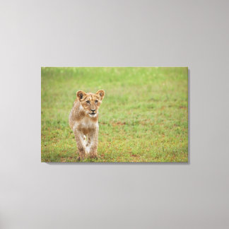 lejona unge, Panthera leo, Kgalagadi Transborder Canvastryck