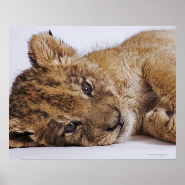 Lejona unge (Panthera leo) ljugande på sida, nära Poster (Framsidan)