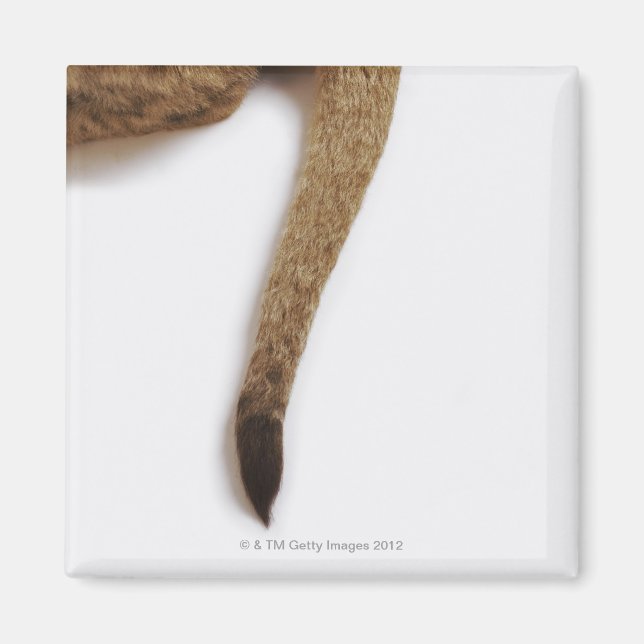 Lejona unge (Panthera leo) mot vitt Magnet (Framsidan)