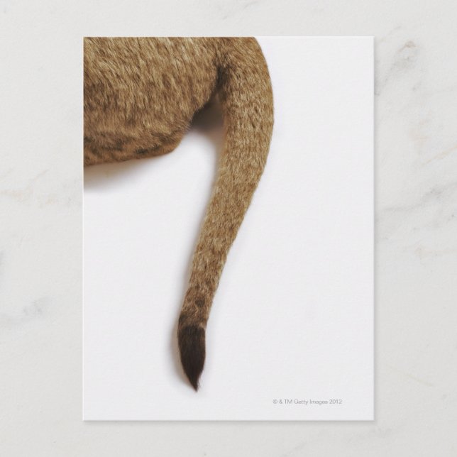 Lejona unge (Panthera leo) mot vitt Vykort (Framsida)