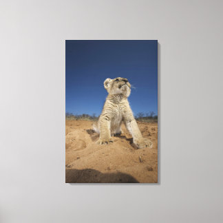 Lejona Unge (Panthera Leo) sitta på sand, Namibia Canvastryck