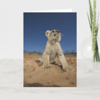 Lejona Unge (Panthera Leo) sitta på sand, Namibia