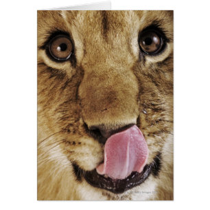 Lejona unge (Panthera leo) slickande näsa, närligg Hälsningskort