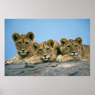 Lejona Unge Poster