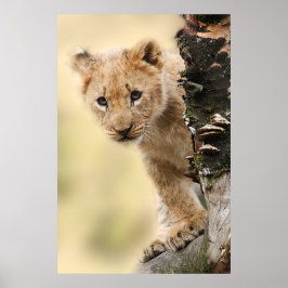 Lejona Unge uppåt träd i Tanzania Poster