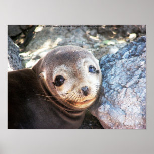 Lejona valpen, Isla Las Plazas, Galapagos Poster