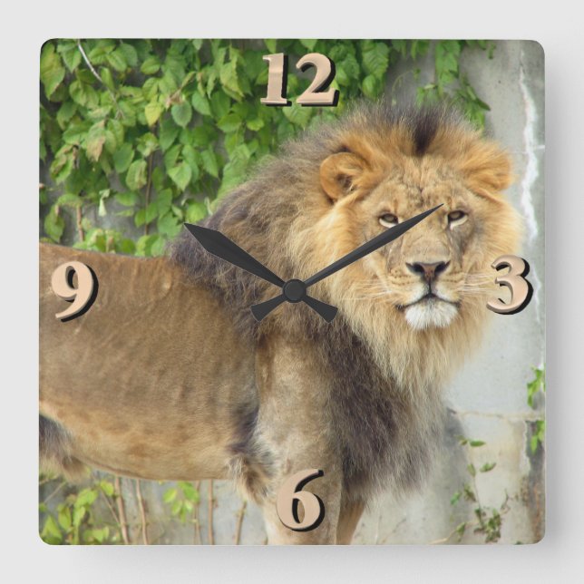 Lejonare i Maasai Mara 2 Fyrkantig Klocka (Framsida)