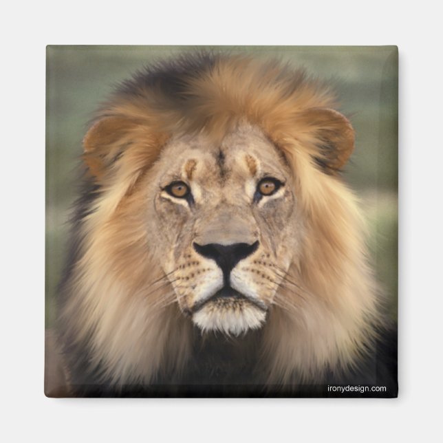 Lejonare Magnet (Framsidan)