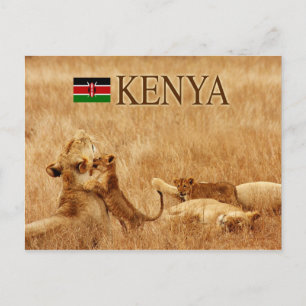 Lejonare och unge, Tsavo, Kenya Vykort