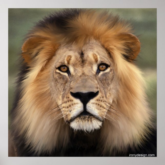 Lejonare Poster (Framsidan)