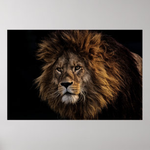 Lejonare Poster