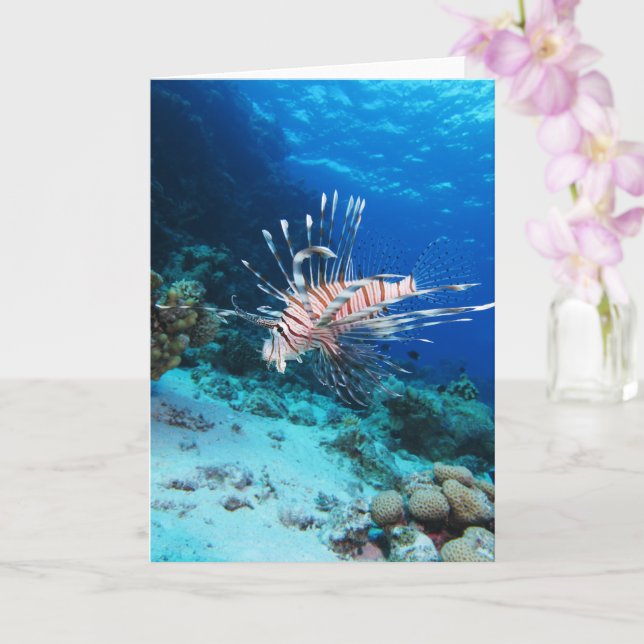 Lejonfisk eller Pterois Miles, Oceanrevfisk Kort (Orkide)