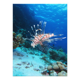 Lejonfisk eller Pterois Miles, Revfisk från oceane Fototryck