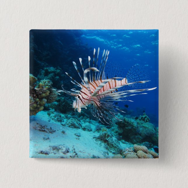 Lejonfisk eller Pterois Miles, Revfisk från oceane Knapp (Framsida)