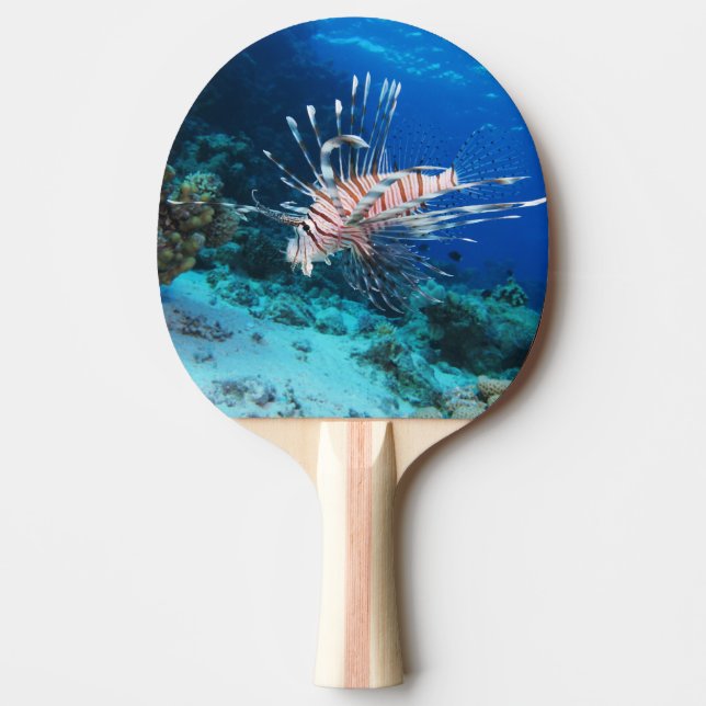 Lejonfisk eller Pterois Miles, Revfisk från Oceane Pingisracket (Framsidan)