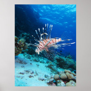 Lejonfisk eller Pterois Miles, Revfisk från oceane Poster