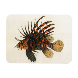 Lejonfisk Fisk, Vintage Marin Oceanliv Djur Magnet