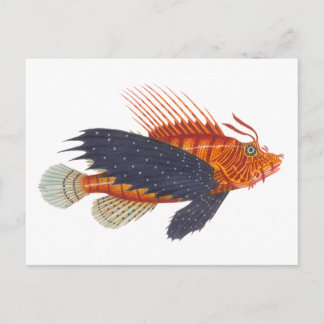 Lejonfisk - Pterois - Lejona fiskantändning Vykort