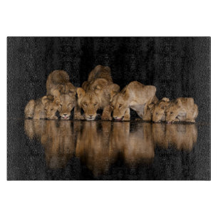 Lejonflock dricker vid vattenhålet på natten