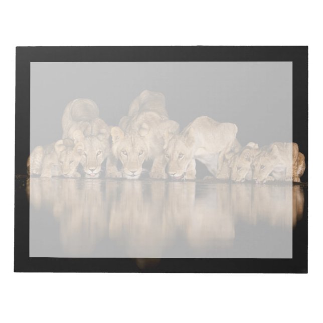 Lejonflock dricker vid vattenhålet på natten anteckningsblock (Framsida)