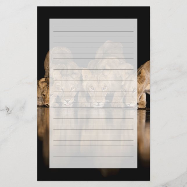 Lejonflock dricker vid vattenhålet på natten brevpapper (Framsida)