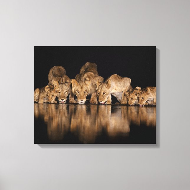 Lejonflock dricker vid vattenhålet på natten canvastryck (Framsida)