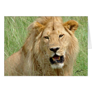 (Lejonklubbar) den lejona kungen (Serengeti, Hälsningskort