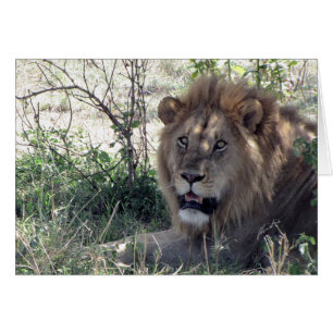 (Lejonklubbar) den lejona kungen (Serengeti, Hälsningskort