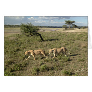 (Lejonklubbar) gå för två Lionesses (Ndutu område) Hälsningskort