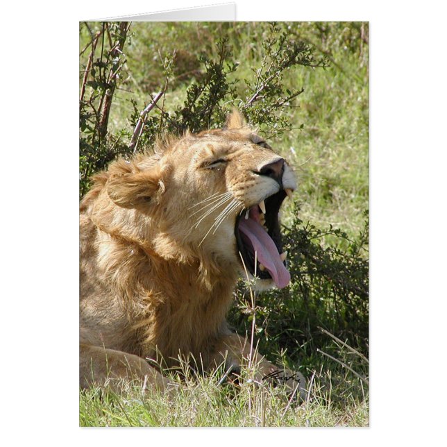 (Lejonklubbar) lejont gäspa - masaien Mara Hälsningskort (Framsidan)