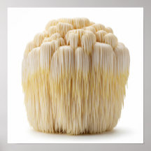 Lejon's Mane Mushroom