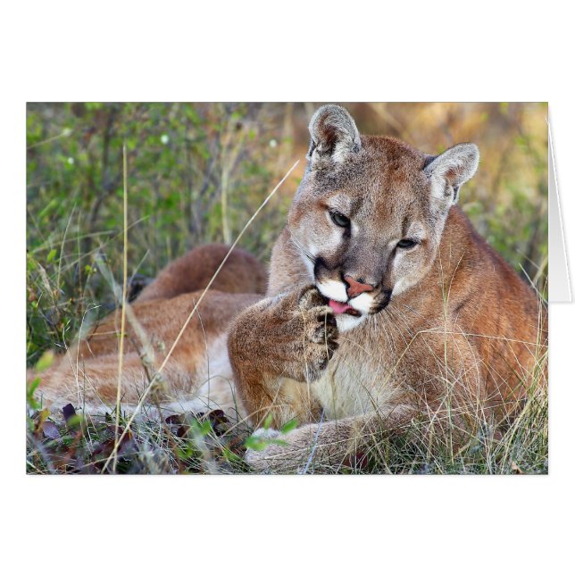 Lejont bergsområde - HMmm Hälsningskort (Framsidan Horizontal)