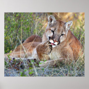 Lejont bergsområde - HMmm Poster