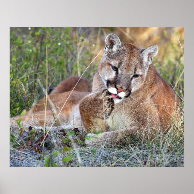 Lejont bergsområde - HMmm Poster (Framsidan)