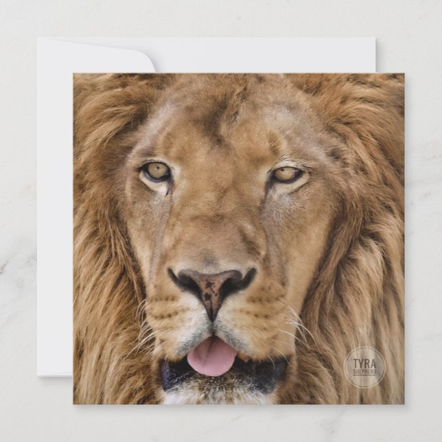 Lejont fotografi av vacker Zoo Safari (Framsida)