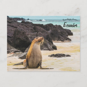 Lejont hav i Galapagosöarna Ecuador Vykort