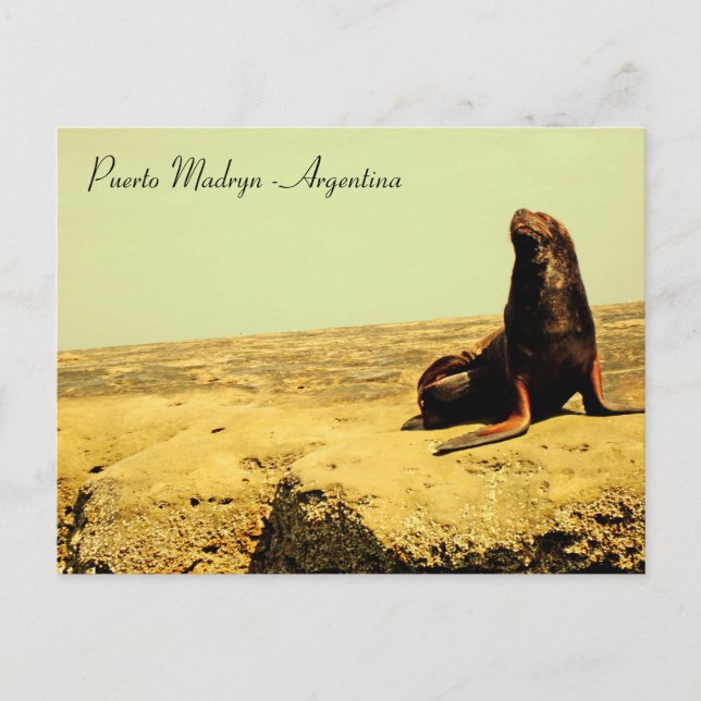 Lejont hav. Puerto Madryn - Argentina Vykort (Framsida)
