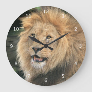 Lejont head male härligt fotoporträtt stor klocka