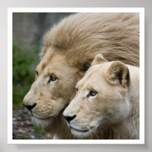Lejont & honom Lioness Poster