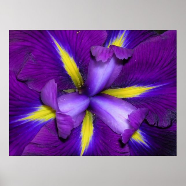 Lejont huvud poster (Framsidan)