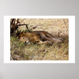 Lejont i Kenya Afrika djur Poster