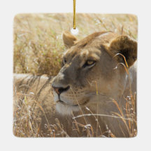 Lejont i lägga i det kickSerengeti gräset