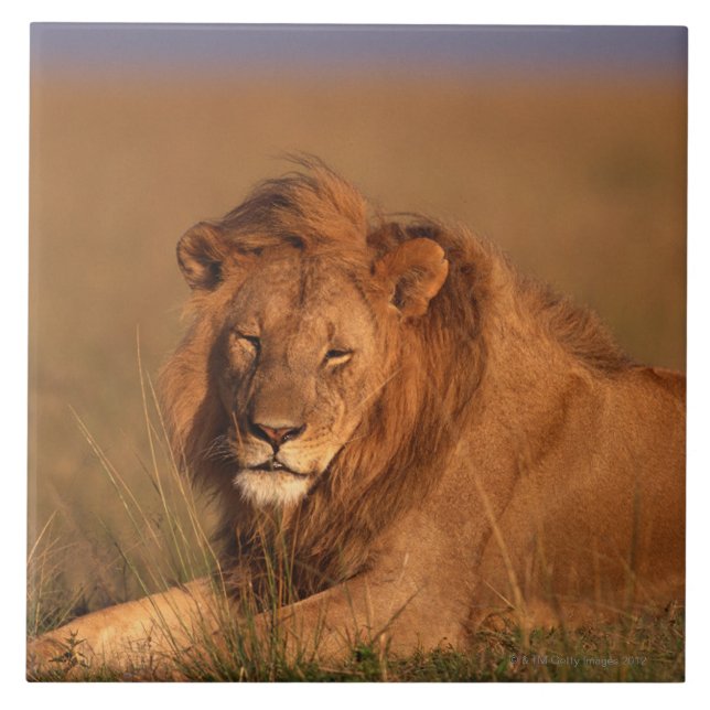 Lejont Kakelplatta (Framsidan)