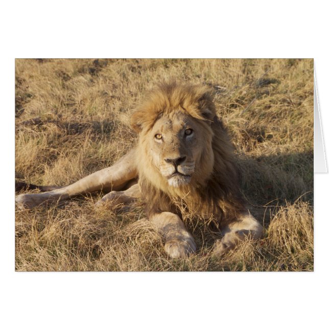 Lejont kort (Framsidan Horizontal)