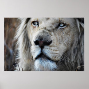 Lejont lyssnar till min hjärtslagafrika poster